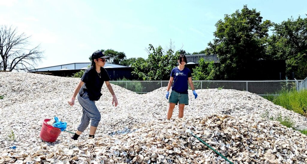 Students clean the shell pile at the Billion Oyster Project.