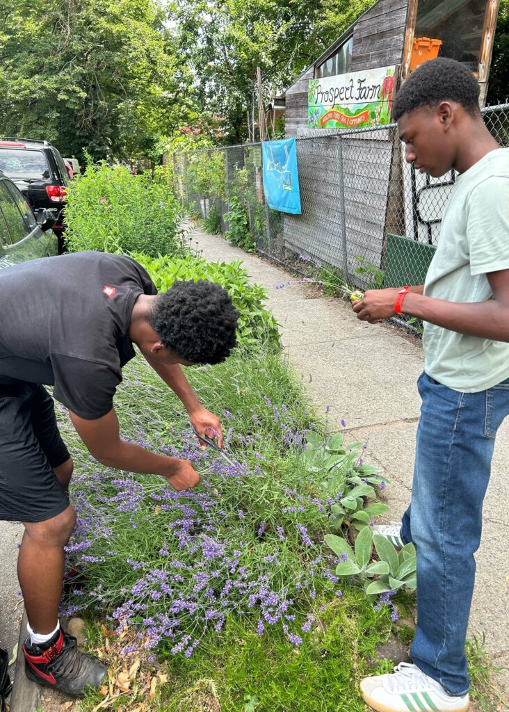 Students trimming lavender at Prospect Farm.